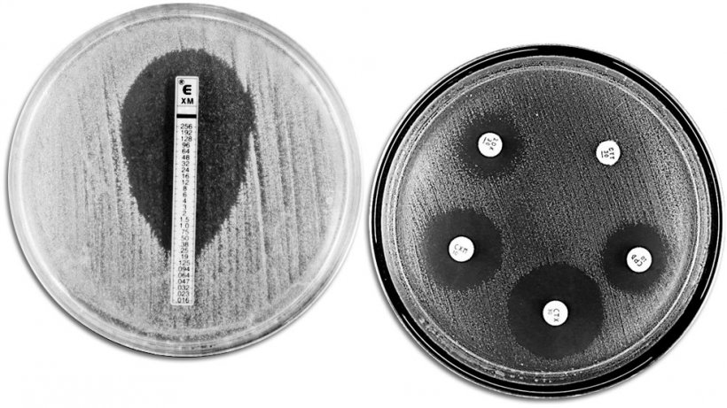 Klasyczne techniki oceny oporności na antybiotyki. Zdjęcie pokazuje E-TEST po lewej stronie, w celu pomiaru minimalnego stężenie antybiotyku zapobiegającego rozwojowi bakterii. Prawa strona pokazuje test wrażliwości na środki przeciwdrobnoustrojowe z r&oacute;żnymi strefami zahamowania wzrostu bakterii wobec r&oacute;żnych antybiotyk&oacute;w.
