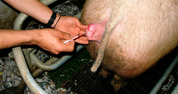 Podanie prostaglandyny losze
&nbsp;
