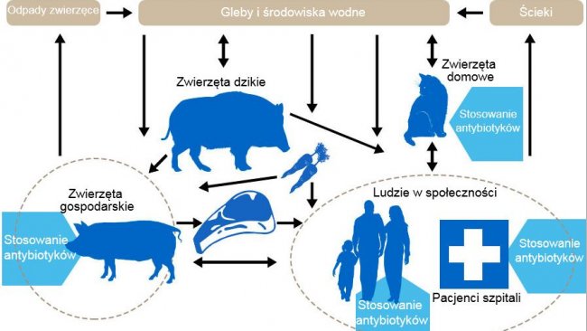 Schemat przedstawiający determinanty oporności na antybiotyki wśród różnych rezerwuarów. Niebieska strzałka wskazuje punkty podawania antybiotyków. Http://www.effort-against-amr.eu/
 
 