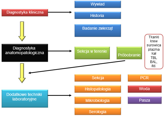 Diagram przedstawiający proces diagnostyczny