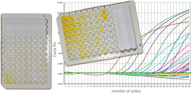 Testy serologiczne zwykle różnicują serokonwersję IgM i IgG, pozwalając na przybliżone określenie etapu infekcji. Ilościowy PCR (q-PCR) dostarcza informacji o poziomie zakażenia (ilości wirusa)