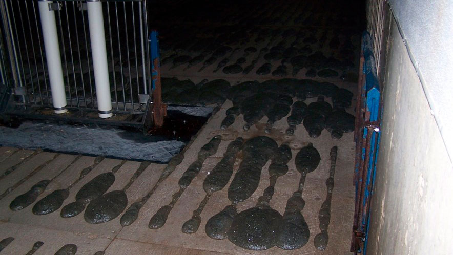 <p>Fot. 2: Pieniąca się gnojowica.</p>
