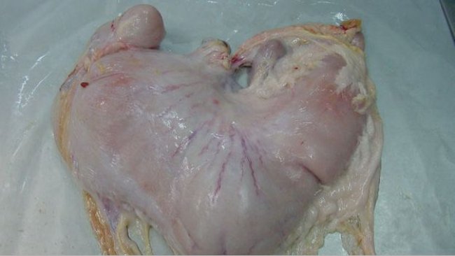 Żołądek świni wypełniony treścią