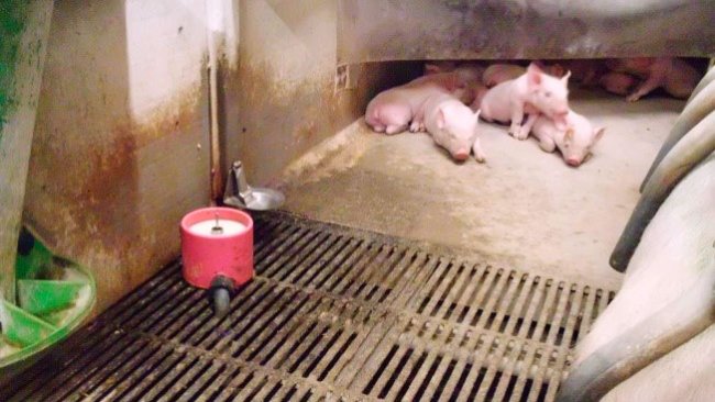 Jakie będzie zastosowanie sztucznego mleka? To jeden z tematów bieżących debat i chociaż nasi eksperci są zgodni, że odegra ona pewną rolę w przyszłości, nadal nie są przekonani o wykorzystaniu mleka jako systemu, na którym można polegać.