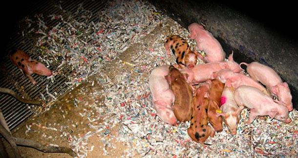 Wyziębione prosięta1