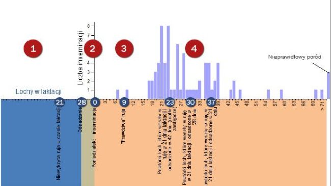 Analiza powtórek rui