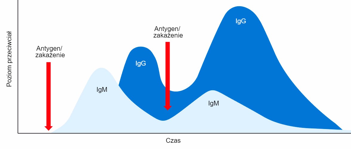 <p>Rysunek 1: Przełączanie izotypowe oraz pierwotna i wt&oacute;rna odpowiedź immunologiczna na kolejną ekspozycję na ten sam antygen</p>
