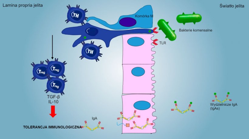 Rys. 2: Tolerancja immunologiczna&nbsp;bakterii komensalnych. W procesie pośredniczą limfocyty Treg z wytwarzaniem cytokin, takich jak IL-10 i TGF&beta;. W szczeg&oacute;lności w jelitach wydzielanie swoistych IgA blokuje przyleganie bakterii komensalnych, tak więc dochodzi do modulowania składu mikrobioty i zapobieganiu jej ew rozsiania wieloukładowego.
