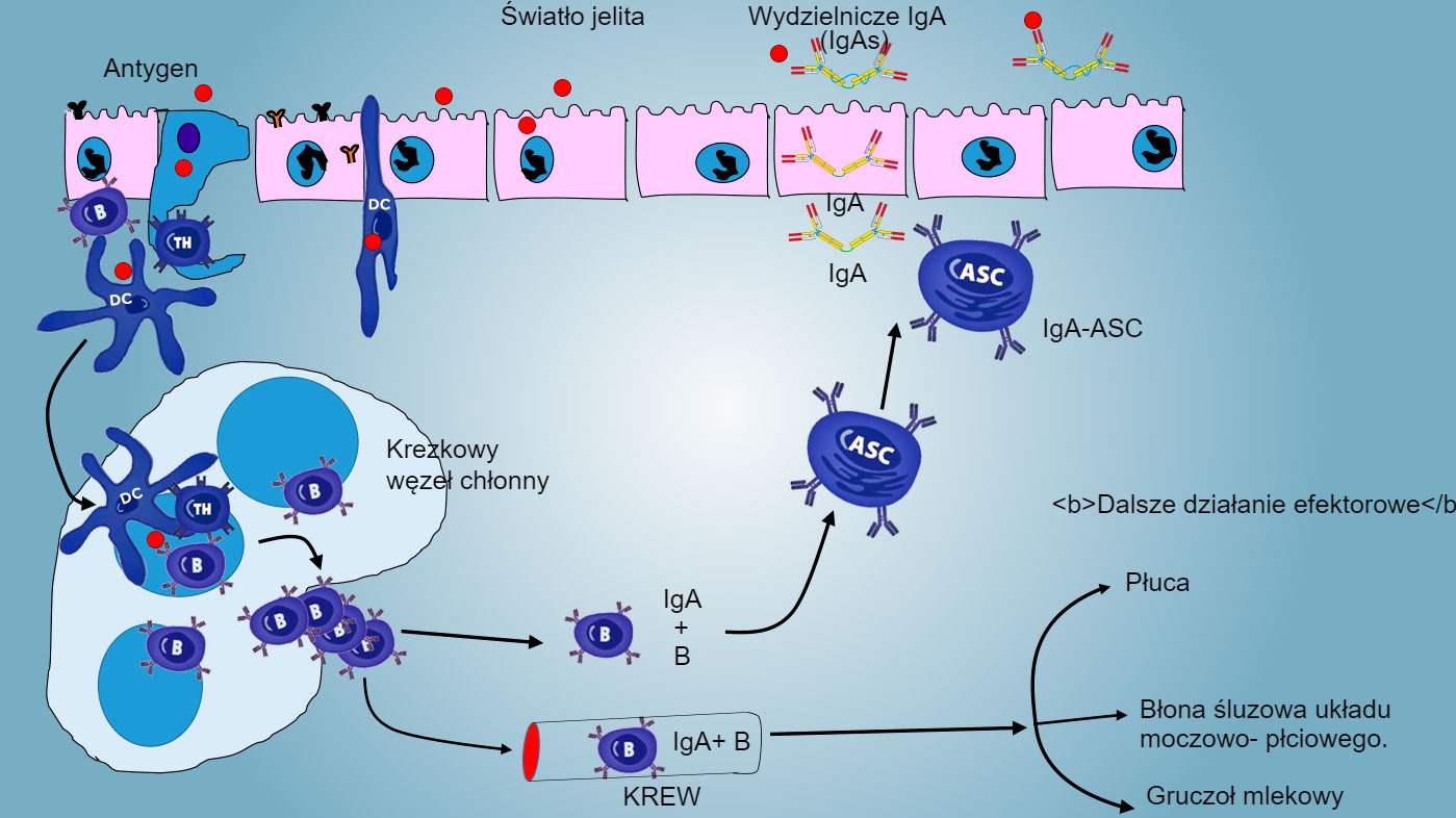 <p>Rys. 4: Wytwarzanie IgA w krezkowych węzłach chłonnych i odpowiedź og&oacute;lnoustrojowa. Proliferujące i aktywowane limfocyty B i T migrują z limfy do krwi, u świni bezpośrednio przez HEV, większość z nich powraca do jelita lub dociera do innych powierzchni błony śluzowej (miejsca efektorowe), takich jak płuca, gruczoł mlekowy i układ moczowo-płciowy</p>
