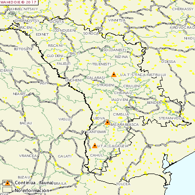 <p>ASF Moldavia 1</p>
