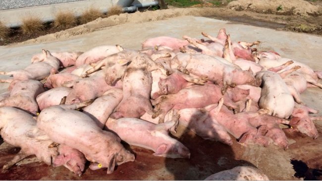 Ryc. 3: Pierwszy obraz po przybyciu na fermę: stos martwych świń przed chlewnią. Rzuca się w oczy zmiana zabarwienie kończyn.
