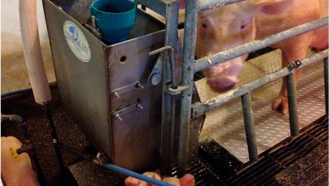 Fot. 2 – prototyp maty chłodzącej Purdue testowany na porodówce