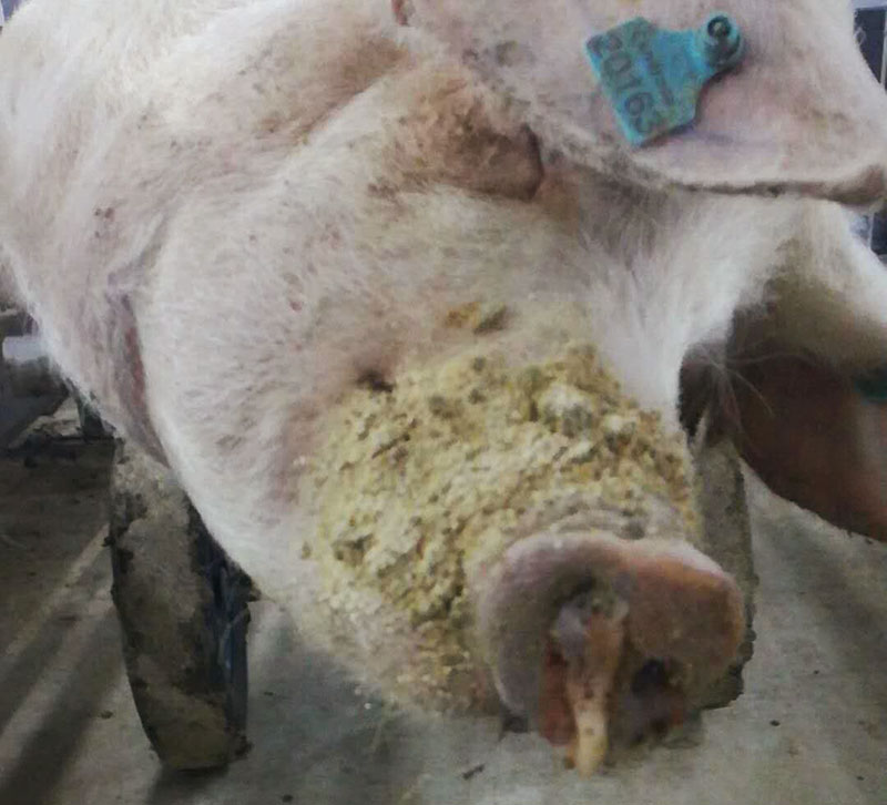 Fot 1: Martwa świnia z ropnym i krwistym wypływem z nozdrzy.
