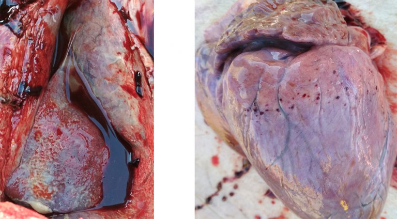 Fot 3-4: Obecność wł&oacute;knikowego zapalenia opłucnej, pericarditis (po lewej)&nbsp; i wybroczyn na sercu ( po prawej)
