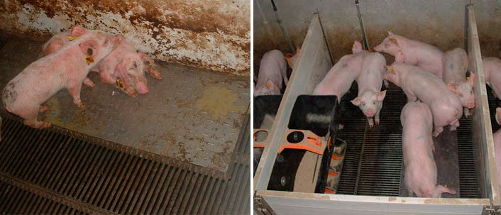 Wykres 2 &ndash; świnie utrzymywane w brudnym (po lewej) i czystym (po prawej) środowisku w fazie prestarteru.
