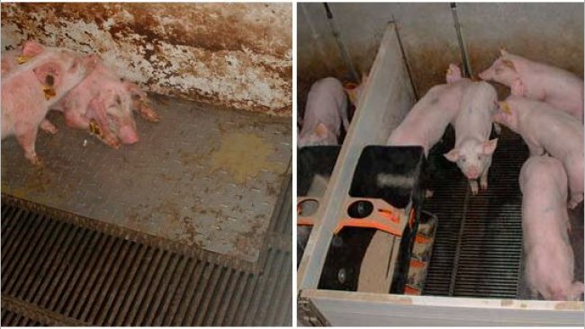 Wykres 2 &ndash; świnie utrzymywane w brudnym (po lewej) i czystym (po prawej) środowisku w fazie prestarteru.
