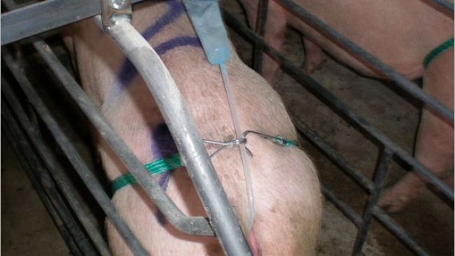 We administer the semen dose (better with a bag than with a tube).