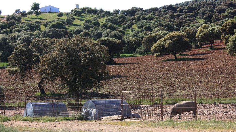 Zdjęcie 2:&nbsp; Świnia utrzymywana za prostym ogrodzeniem na terenie leśnym. Wysokie prawdopodobieństwo kontaktu z dzikami.
