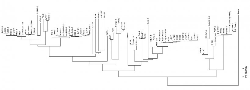 Rysunek 3. Dendrogramy lub &quot;drzewa filogenetyczne&quot; są używane do graficznego przedstawienia stopnia podobieństwa (homologii) między r&oacute;żnymi PRRSV do referencyjnej sekwencji wirusa.
