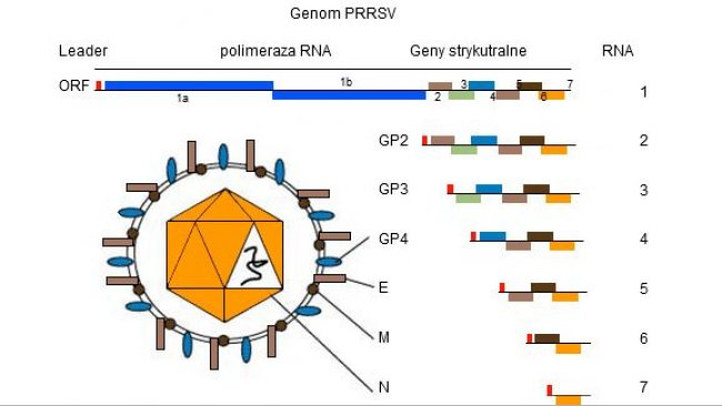 Rysunek 1. Genom PRRSV to jednoniciowa cząsteczka RNA.
