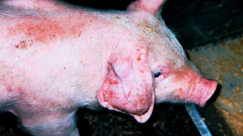 Zdjęcia 4.Bolesny krwiak, w tym przypadku wynikający z podnoszenia świni za ucho w młodym wieku.
