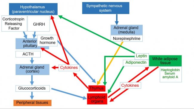 Rys 1. Sieć neuroendoimmunologiczna *ACTH: Hormon adrenokortykotropowy *GHRH: Hormon uwalniający hormon wzrostu