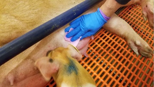 Chusteczki do pobierania próbek ze skóry wymienia