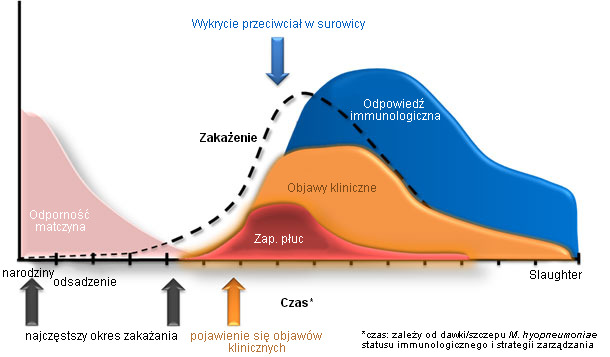 Mycoplasma hyopneumoniae: dynamics of infection and immunity