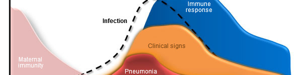 Mycoplasma hyopneumoniae: dynamics of infection and immunity