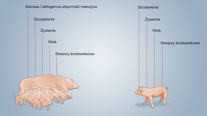 Rysunek 2. Czynniki wpływające na rozw&oacute;j odporności noworodka.
