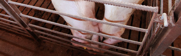 Nose-to-nose contact between pigs