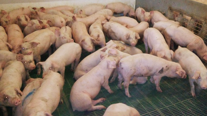 Ryc 1.&nbsp; Stłoczone świnie po odsadzeniu, wśr&oacute;d kt&oacute;rych są zwierzęta z objawami choroby
