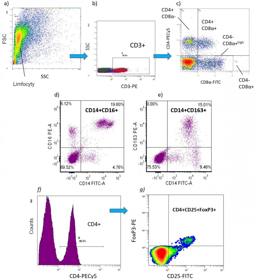 Ryc. 2. Przykłady cytometrii przepływowej fenotyp&oacute;w kom&oacute;rek immunologicznych oznaczanych w procentach lub wartościach bezwzględnych [liczba kom&oacute;rek/ml krwi]) w PBMC: ac) subpopulacje limfocyt&oacute;w T: CD3 + CD4 + CD8- = limfocyty T pomocnicze (Th) CD3+ CD4+ CD8 + = kom&oacute;rki T pamięci CD3+ CD4-CD8+ = cytotoksyczne limfocyty T (CTL) d-e) prozapalne subpopulacje monocyt&oacute;w: CD172 + CD14 + CD16 + CD172 + CD16 + CD163 + CD172 + CD14 + CD163 + f-g) CD4 + CD25 + FoxP3 + = regulatorowe limfocyty T (Treg).

