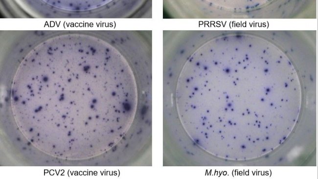 Ryc. 1. IFN-γ ELISPOT odpowiedzi swoiste dla antygenu w PBMC dla patogenów świń. ADV: wirus choroby Aujeszkyego; PRRSV: wirus zespołu rozrodczo-oddechowego świń; PCV2: cirkowirus świń typu 2; M.hyo .: Mycoplasma hyopneumoniae. Każdy punkt oznacza wydzielanie IFN-γ przez ponownie aktywowane limfocyty T pamięci/efektorowe. W nawiasie podano patogen użyty do ponownego aktywowania komórek w płytkach testowych.