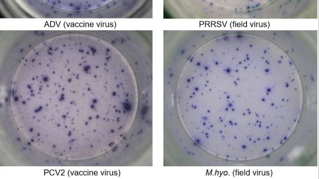 Ryc. 1. IFN-γ ELISPOT odpowiedzi swoiste dla antygenu w PBMC dla patogenów świń.  ADV: wirus choroby Aujeszkyego; PRRSV: wirus zespołu rozrodczo-oddechowego świń; PCV2: cirkowirus świń typu 2; M.hyo .: Mycoplasma hyopneumoniae. Każdy punkt oznacza wydzielanie IFN-γ przez ponownie aktywowane limfocyty T pamięci/efektorowe. W nawiasie podano patogen użyty do ponownego aktywowania komórek w płytkach testowych.