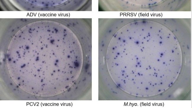 Ryc. 1. IFN-&gamma; ELISPOT odpowiedzi swoiste dla antygenu w PBMC dla patogen&oacute;w świń. &nbsp;ADV: wirus choroby Aujeszkyego; PRRSV: wirus zespołu rozrodczo-oddechowego świń; PCV2: cirkowirus świń typu 2; M.hyo .: Mycoplasma hyopneumoniae. Każdy punkt oznacza wydzielanie IFN-&gamma; przez ponownie aktywowane limfocyty T pamięci/efektorowe. W nawiasie podano patogen użyty do ponownego aktywowania kom&oacute;rek w płytkach testowych.
