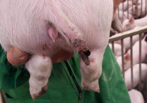 Ryc 1. Poważne uszkodzenie u 15-kg świni, widać brak części ogona
