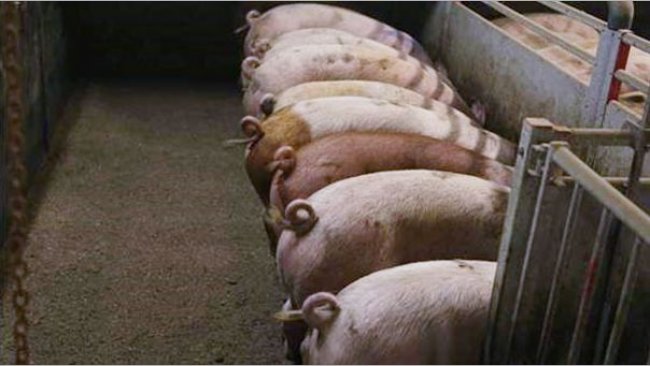 <p>Picture 1. Intact (non-docked) pigs. Picture courtesy of Inge B&ouml;hne</p>
