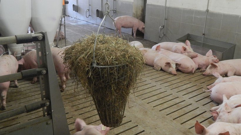 Picture 2. Manipulable material available for pigs. Picture courtesy of Inge B&ouml;hne
