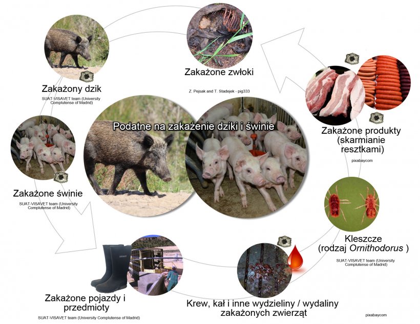 Wykres 1. Drogi przenoszenia wirusa afrykańskiego pomoru świń, w tym bezpośredni i pośredni kontakt ze zwierzętami zakaźnymi, ich produktami, wydalinami / wydzielinami i / lub krwią, tuszami, r&oacute;żnymi zanieczyszczonymi odpadkami i wektorami biologicznymi (opracowanie własne).

