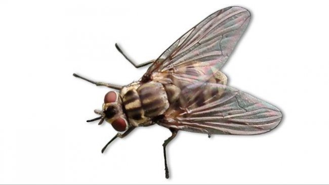 Bolimuszka (Stomoxys calcitrans)