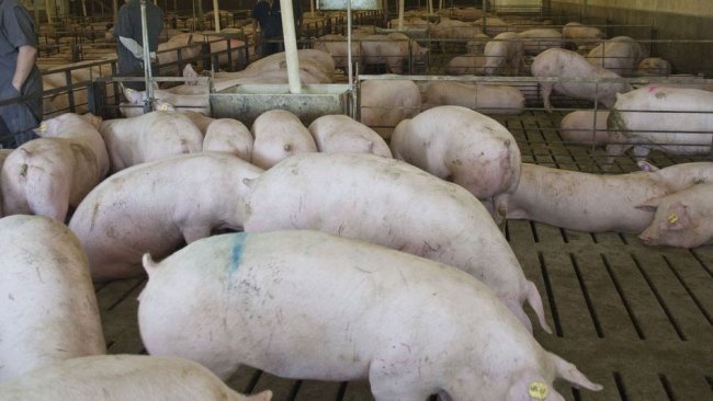 Fot 1. Obiekt z loszkami w Ameryce Północnej. Dzięki uprzejmości: Dr. Maria Jose Clavijo