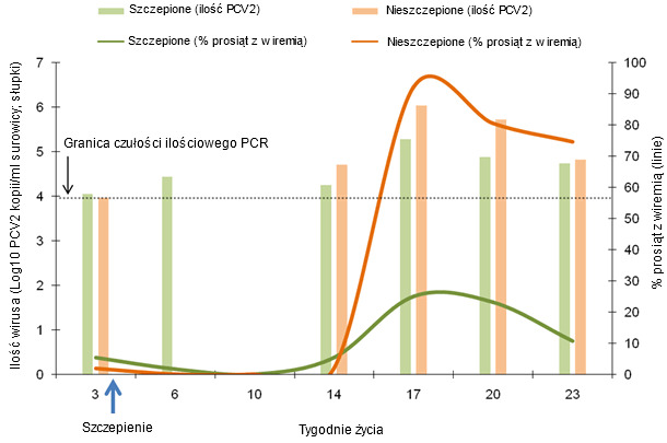 Porównanie dynamiki odsetka wiremicznych prosiąt (linie) i ich średniego poziomu wiremii (słupki). Pomiarów dokonano u prosiąt szczepionych w 3 tygodniu życia przy pomocy ilościowego testu PCR