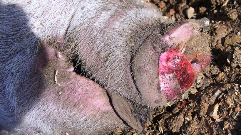 Fot. 4. Krwisty wypływ z nosa u chorej świni.
