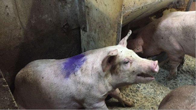 Ryc. 1. Kaszląca świnia w kojcu szpitalnym. Pokarm w kojcu szpitalnym to pasza sucha podawana ad libitum.