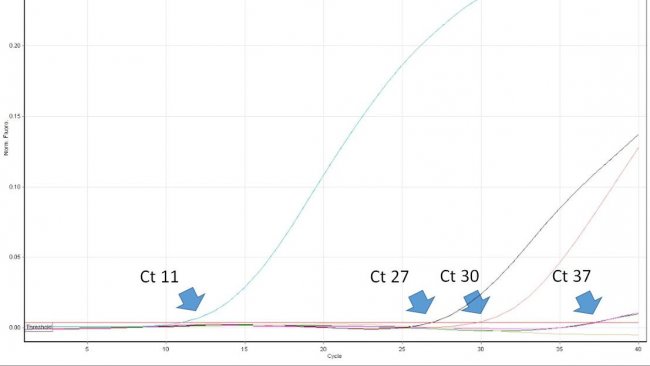 Ryc. 1. Wartość Ct oznacza numer pierwszego cyklu real time PCR, w którym wykrywana jest emisja fluorescencji z probówki reakcyjnej świadcząca o obecności poszukiwanego patogenu w próbce. Im niższa wartość Ct tym wyższa zawartość patogenu w badanej próbce. Interpretując wysokie wartości Ct należy brać pod uwagę możliwość spontanicznego rozpadu sondy TaqMan w późnych cyklach real time PCR, mimo braku swoistego DNA w próbce.