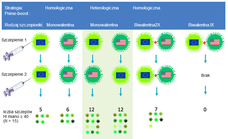 Rys.2 Wpływ tradycyjnych i heterologicznych schemat&oacute;w szczepień prime-boost na spektrum odpowiedzi przeciwciał na antygeny H3N2. Europejskie i p&oacute;łnocnoamerykańskie szczepy wirusa grypy świń oznaczone są r&oacute;żnymi flagami. Surowice pobrano 14 dnia po drugim szczepieniu i zostały zbadane pod kątem 15 antygenowo r&oacute;żnych wirus&oacute;w, łącznie z szczepami szczepionkowymi. Cyfry odpowiadają ilości wirus&oacute;w, dla kt&oacute;rych miana przeciwciał wynosiły &ge; 40.
