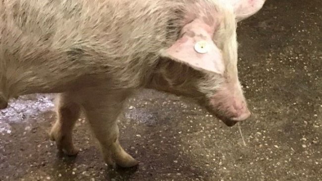 Fot. 1. Wypływ z nosa + gorączka- grypa świń