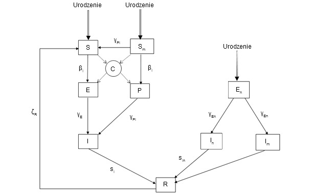 Epidemiologiczny model zakażenia PCV2. 