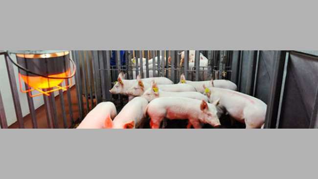 Representation of the pig population dynamic model